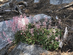 Heuchera hirsutissima