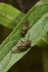 Notiphila