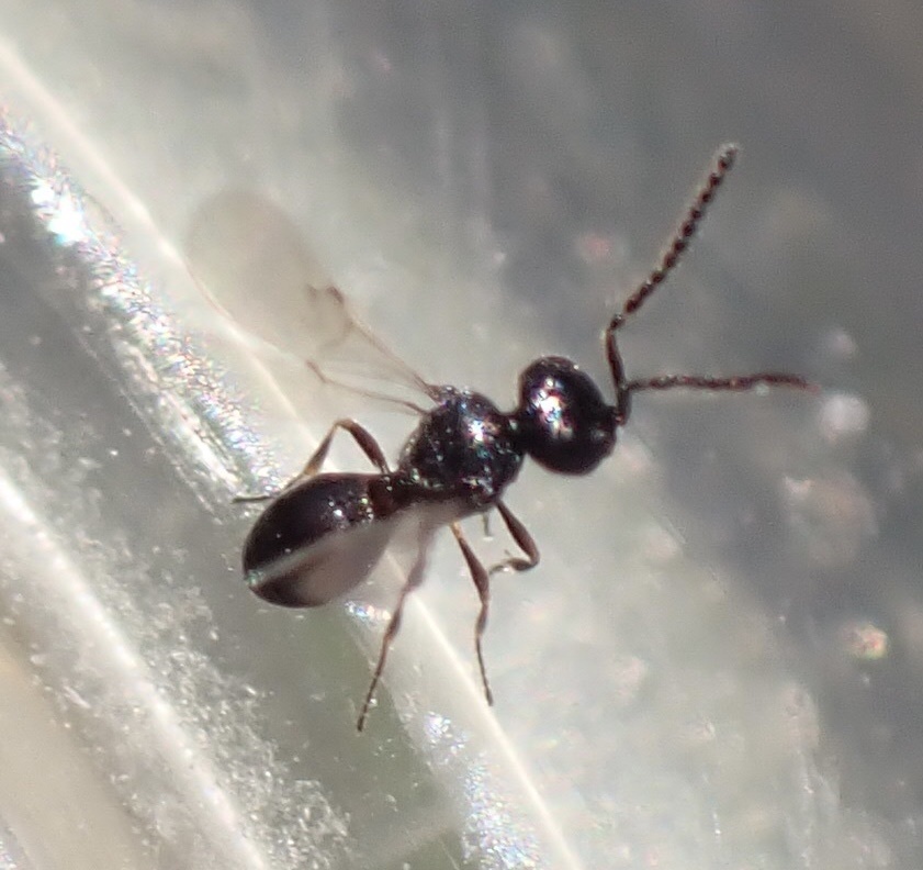 Anteris aethra
