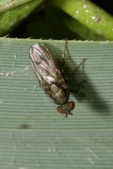 Notiphila