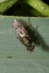Notiphila