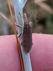 Lixus punctiventris