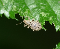 Sciaphilus