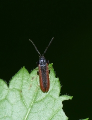 Omalisus fontisbellaquei
