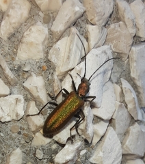 Chrysanthia reitteri