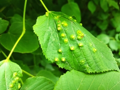 Didymomyia tiliacea