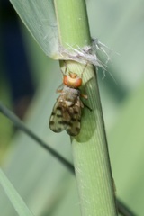 Melieria omissa