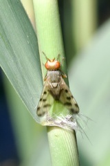 Melieria omissa
