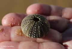 Sphaerechinus granularis