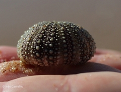 Sphaerechinus granularis