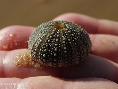 Sphaerechinus granularis