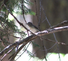 Vireo cassinii