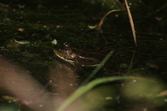 Pelophylax