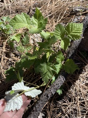 Rubus glaucifolius