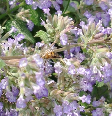 Apis mellifera