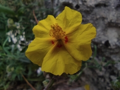 Helianthemum nummularium