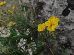 Helianthemum nummularium