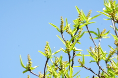 Pleradenophora bilocularis