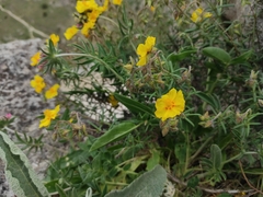 Helianthemum nummularium