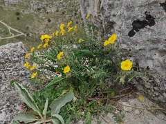 Helianthemum nummularium