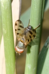 Melieria omissa