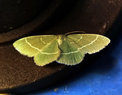 Chlorissa viridata