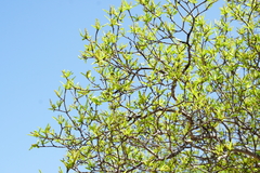 Pleradenophora bilocularis