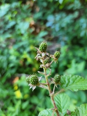 Rubus