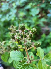 Rubus