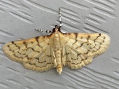 Polygrammodes flavidalis