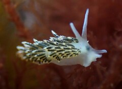 Diaphoreolis viridis