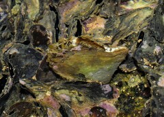Pinctada imbricata