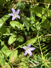 Campanula californica