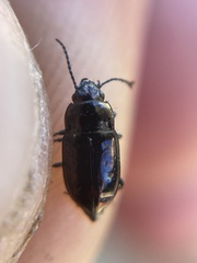 Trachypachus gibbsii