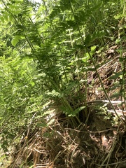 Woodsia appalachiana