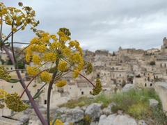 Ferula communis