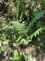 Woodsia appalachiana