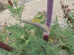 Ferula communis