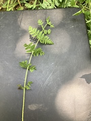Woodsia appalachiana