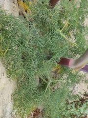 Ferula communis