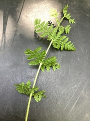 Woodsia appalachiana