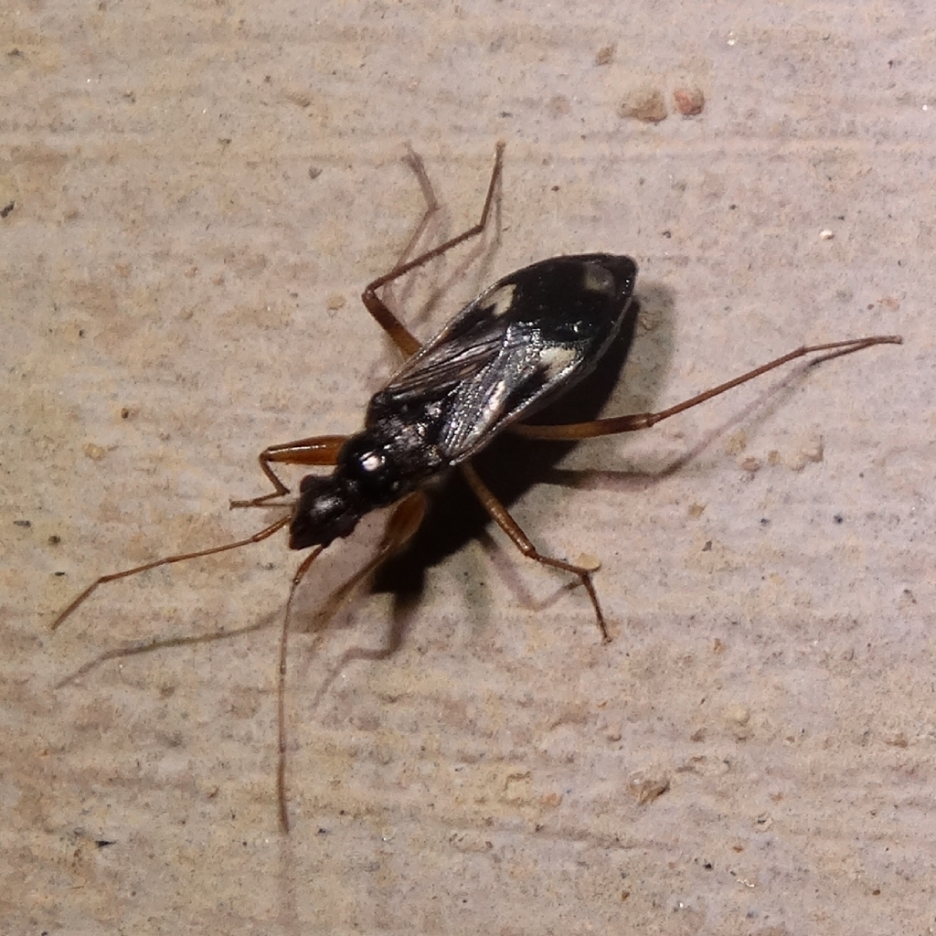 Pseudopamera rubricata