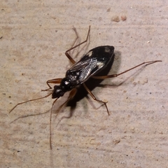 Pseudopamera rubricata