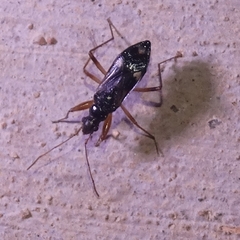 Pseudopamera rubricata