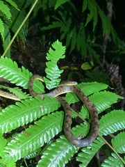 Leptodeira ornata