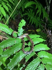 Leptodeira ornata