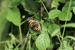 Aglais urticae