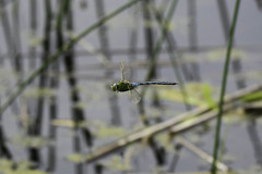 Anax imperator
