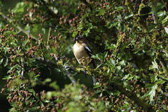 Fringilla coelebs