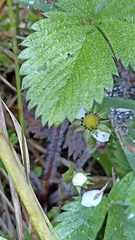 Fragaria vesca vesca